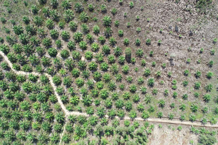 Arial view of palm agriculturalの写真素材