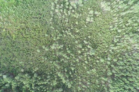 Vertical aerial view drone forest