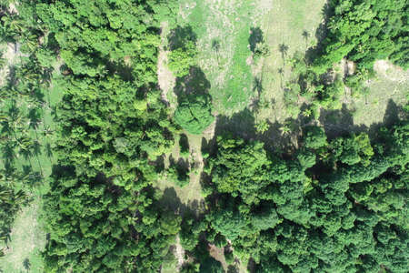 Vertical aerial view drone forest