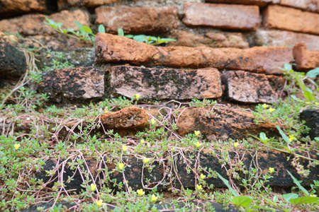 Wall form old Brick seed plant