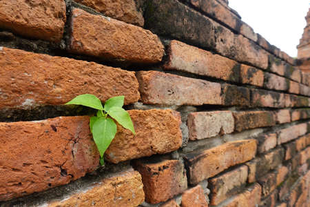 Wall form old Brick seed plant