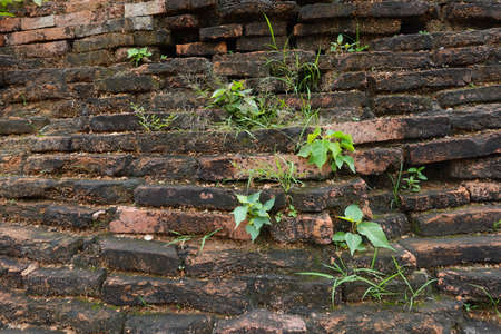 Wall form old Brick seed plantの写真素材