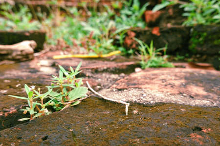 Wall form old Brick seed plant