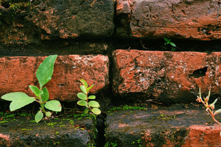 Wall form old Brick seed plant