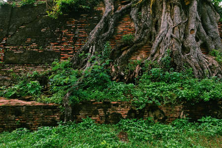 Wall form old Brick seed plantの写真素材