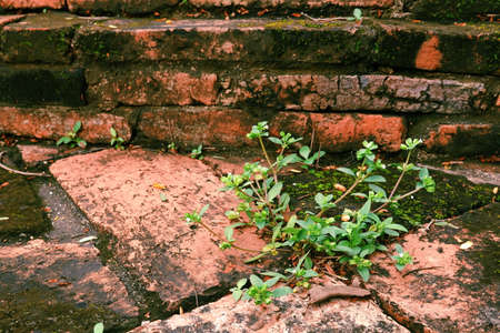 Wall form old Brick seed plant