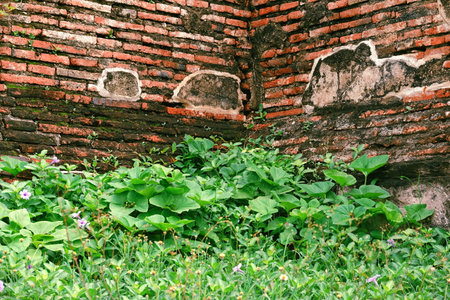 Wall form old Brick seed plantの写真素材