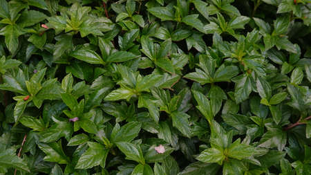Sphagneticola trilobata with a natural background. Also called Bay Biscayne creeping oxeye,...
