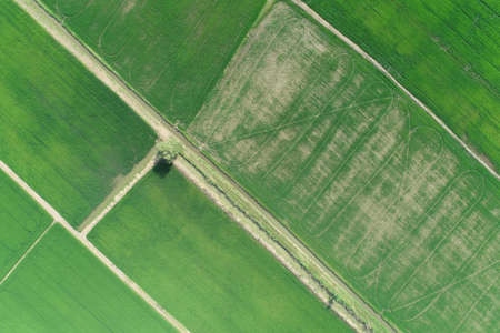 Green rice Fileds aerial view Thailand countryside