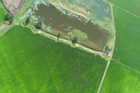 Green rice Fileds aerial view Thailand countryside