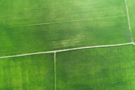Green rice Fileds aerial view Thailand countryside