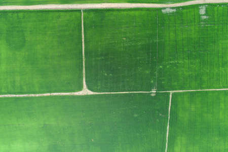 Green rice Fileds aerial view Thailand countrysideの写真素材