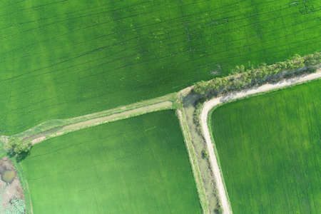 Green rice Fileds aerial view Thailand countryside