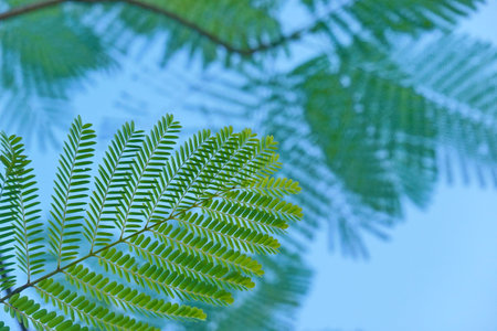 Looking up toptrees the blue sky and blurred trees tropical summer bgmの写真素材