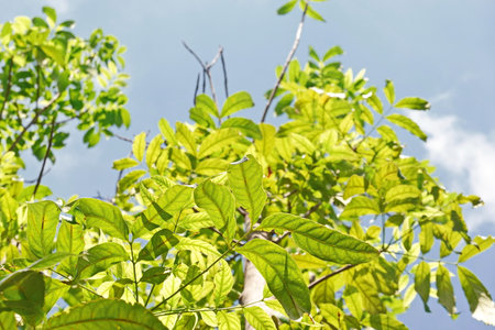 Looking up toptrees the blue sky and blurred trees tropical summer bgm