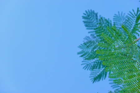 Looking up toptrees the blue sky and blurred trees tropical summer bgm