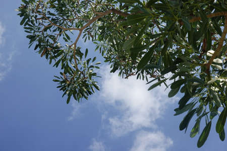 Looking up toptrees the blue sky and blurred trees tropical summer bgm
