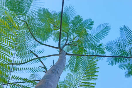 Looking up toptrees the blue sky and blurred trees tropical summer bgm