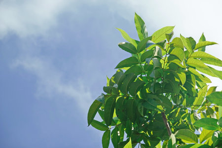 Looking up toptrees the blue sky and blurred trees tropical summer bgm