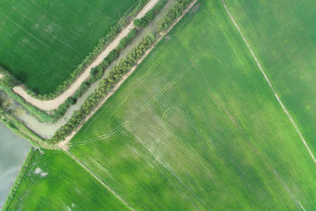 Green rice Fileds aerial view Thailand countryside