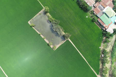 Green rice Fileds aerial view Thailand countryside