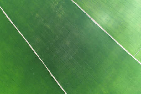 Green rice Fileds aerial view Thailand countrysideの写真素材