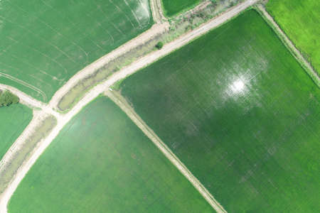 Green rice Fileds aerial view Thailand countryside