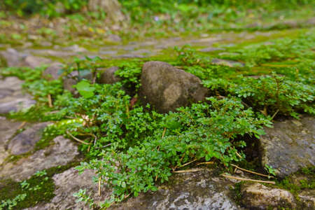 The plant moss in macro wet green landの写真素材