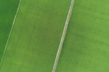 Green rice Fileds aerial view Thailand countryside