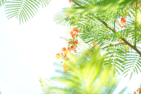 Looking up toptrees the blue sky and blurred treesの写真素材