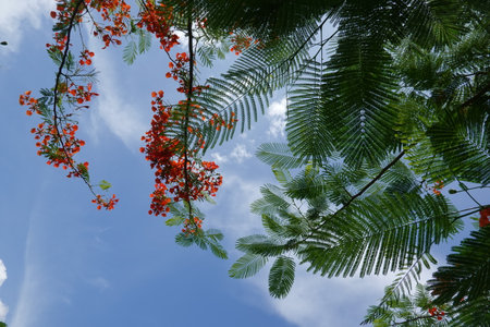 Looking up toptrees the blue sky and blurred treesの写真素材
