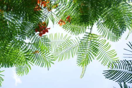 Looking up toptrees the blue sky and blurredの写真素材