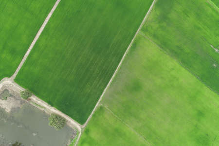 Green rice Fileds aerial view Thailand countrysideの写真素材