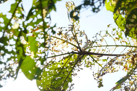 leaves on a tree with holes from insectsの写真素材