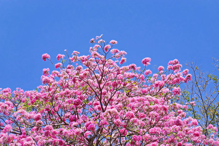 <p>Pink Trumpet (Tabebuia Rosea) flowers in full bloom on blue sky Bangkok, Thailand</p>