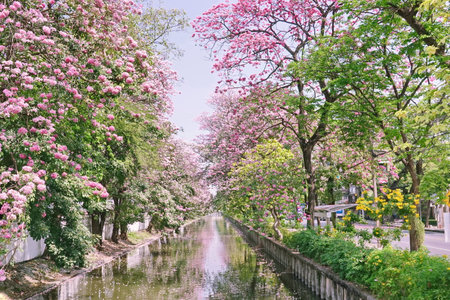 <p>Pink Trumpet (Tabebuia Rosea) flowers in full bloom on blue sky Bangkok, Thailand</p>の写真素材