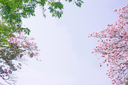 <p>Pink Trumpet (Tabebuia Rosea) flowers in full bloom on blue sky Bangkok, Thailand</p>の写真素材