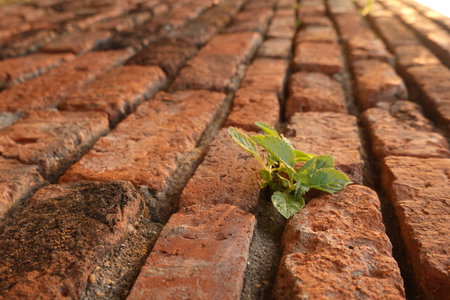 Old brick wall texture background with green leavesの写真素材