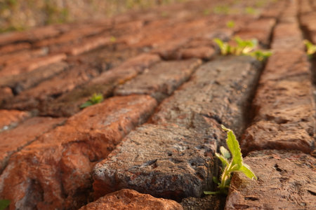 Old brick wall texture background with green leavesの写真素材