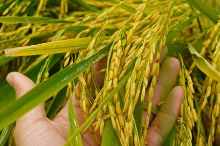 Rice field agriculture grain food  yield season