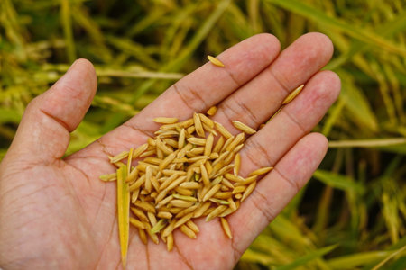 Rice field agriculture grain food  yield seasonの写真素材