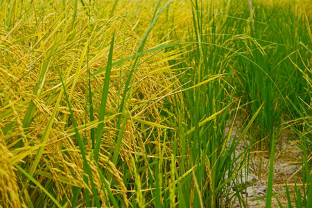 Rice field agriculture grain food  yield seasonの写真素材