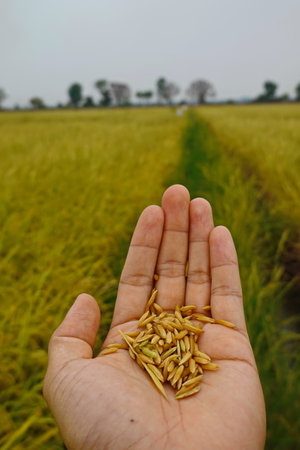 Rice field agriculture grain food  yield season