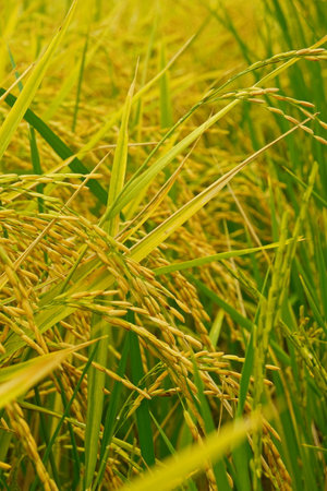 Rice field agriculture grain food  yield seasonの写真素材