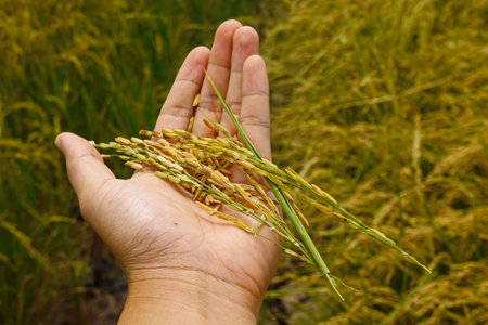 Rice field agriculture grain food  yield seasonの写真素材