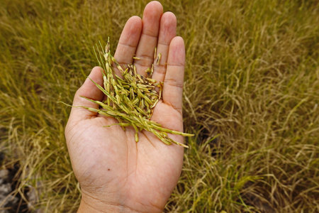 Rice field agriculture grain food  yield seasonの写真素材