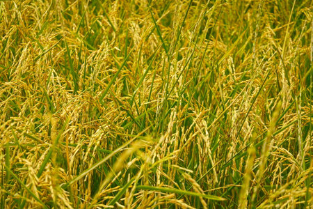 Rice field agriculture grain food  yield seasonの写真素材