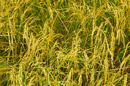 Rice field agriculture grain food  yield seasonの写真素材