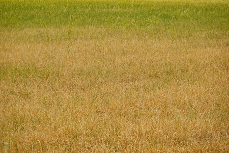 Rice field agriculture grain food  yield seasonの写真素材