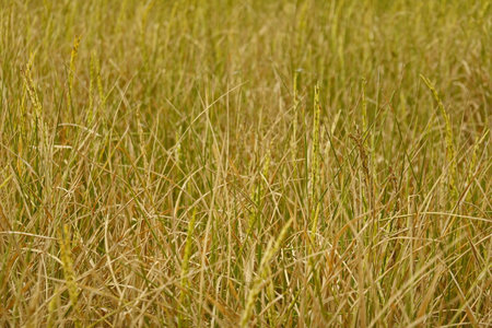 Rice field agriculture grain food  yield seasonの写真素材